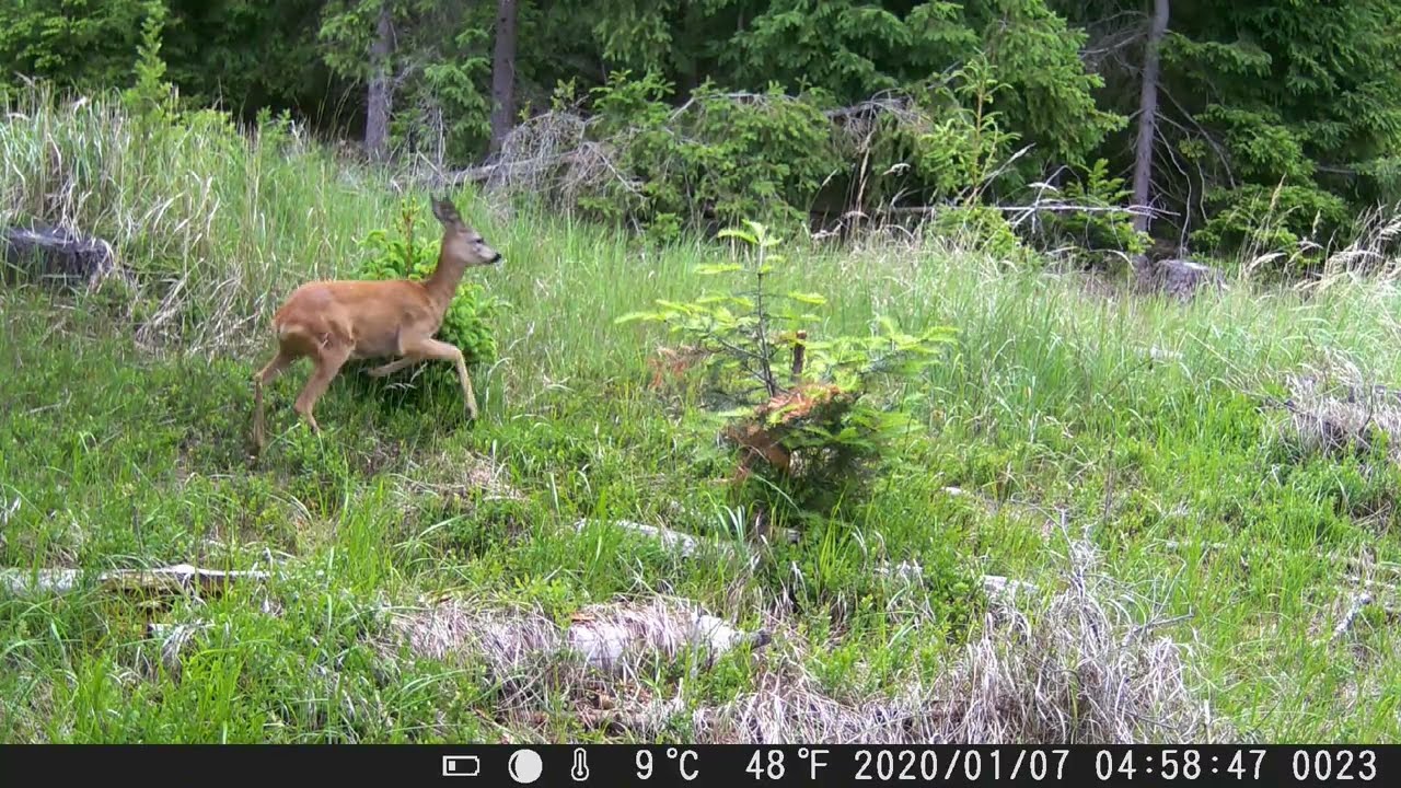 FOTOPAST MORAVA 13, 6 - 2025 #nature #myslivost#JAGD#woods#POLOWANIE#HUNTING#krásná příroda#CHASSE