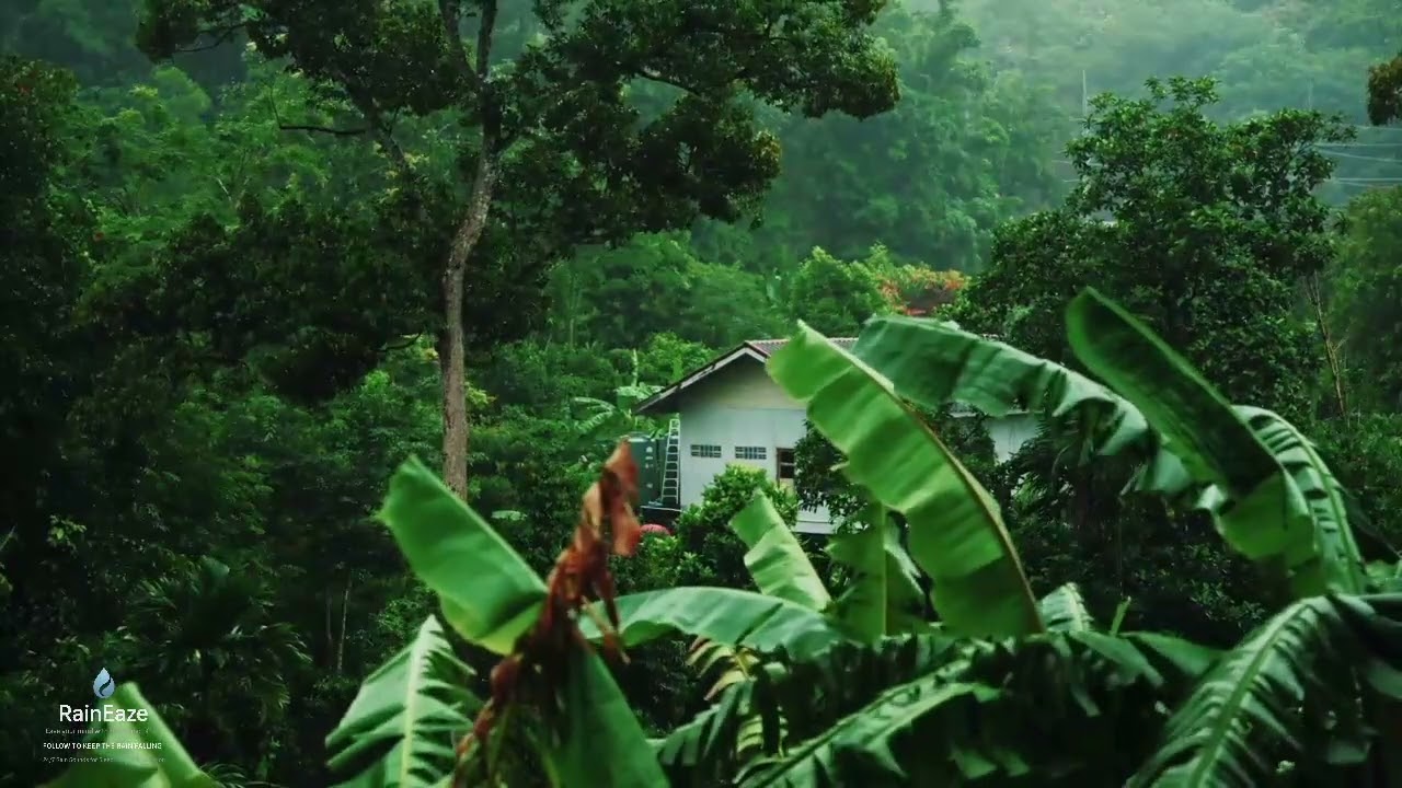 Relaxing Rain Sounds in the beautiful Forest 🌧️ | Fall Asleep Fast | Deep Sleep | Study Focus | ASMR