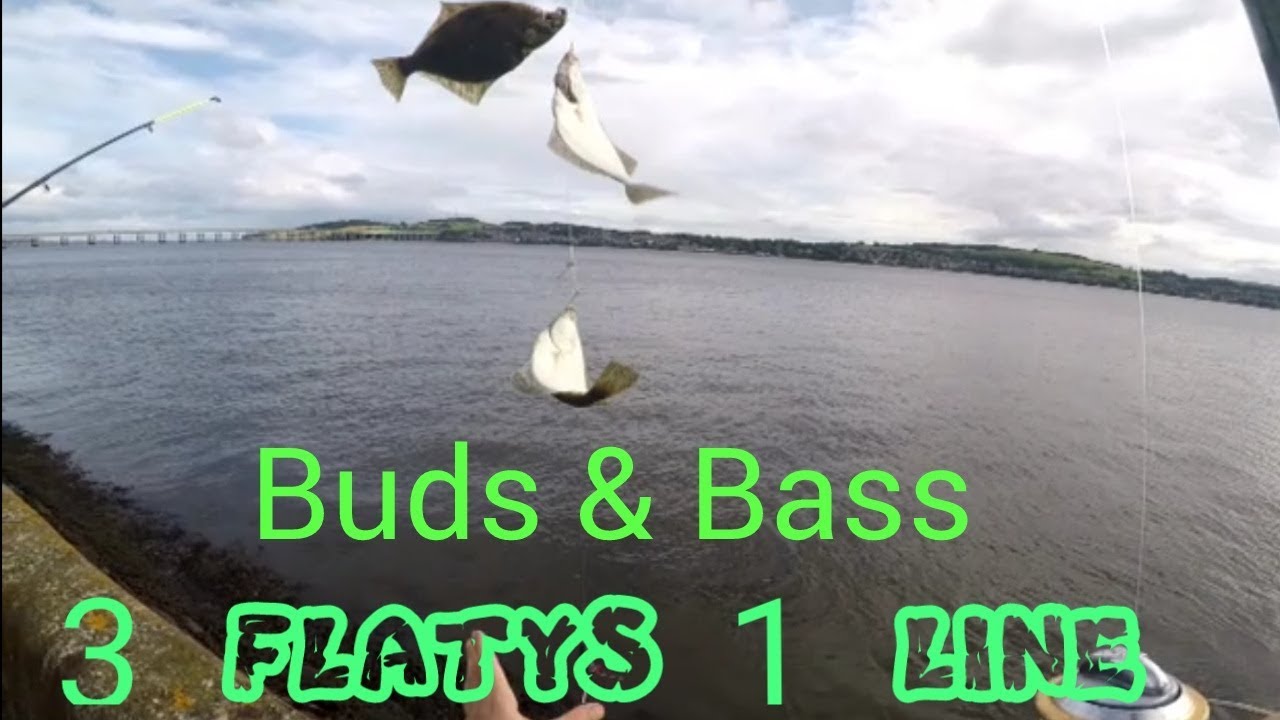 riverside dundee river tay flattys and small cod