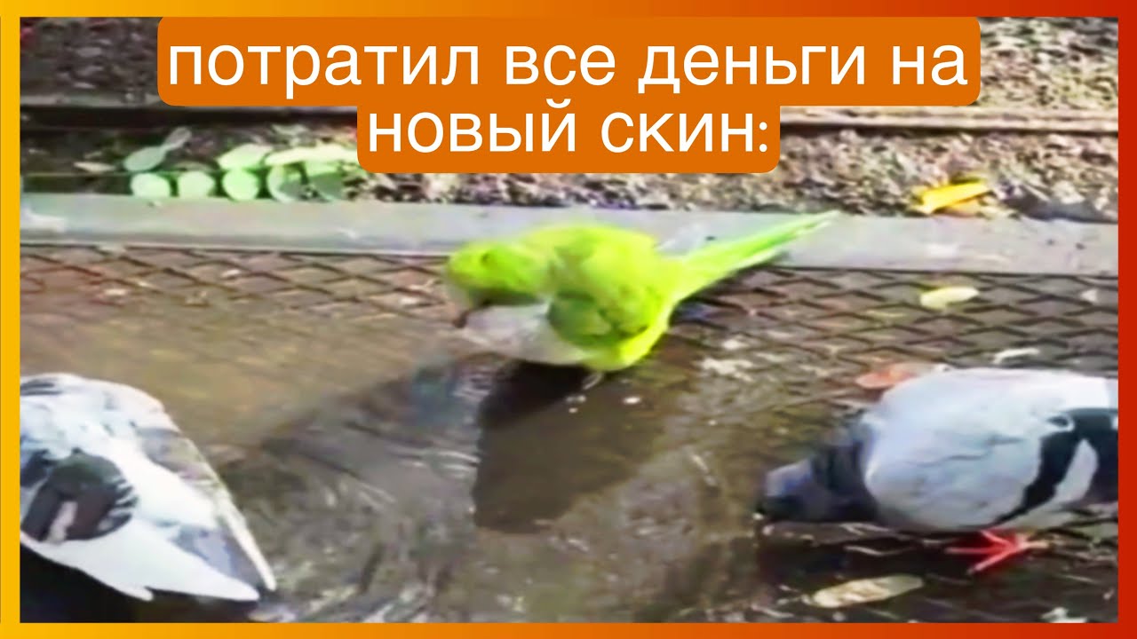 тикток купил скин | подборка мемов
