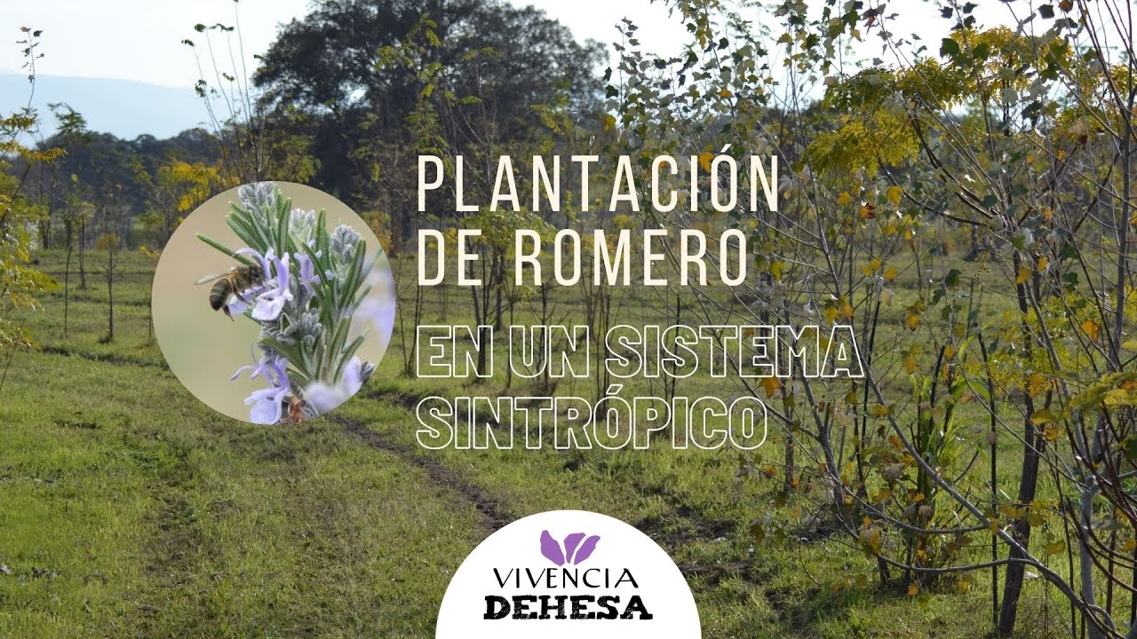 Plantación de romero en un sistema sintrópico | Vivencia Dehesa