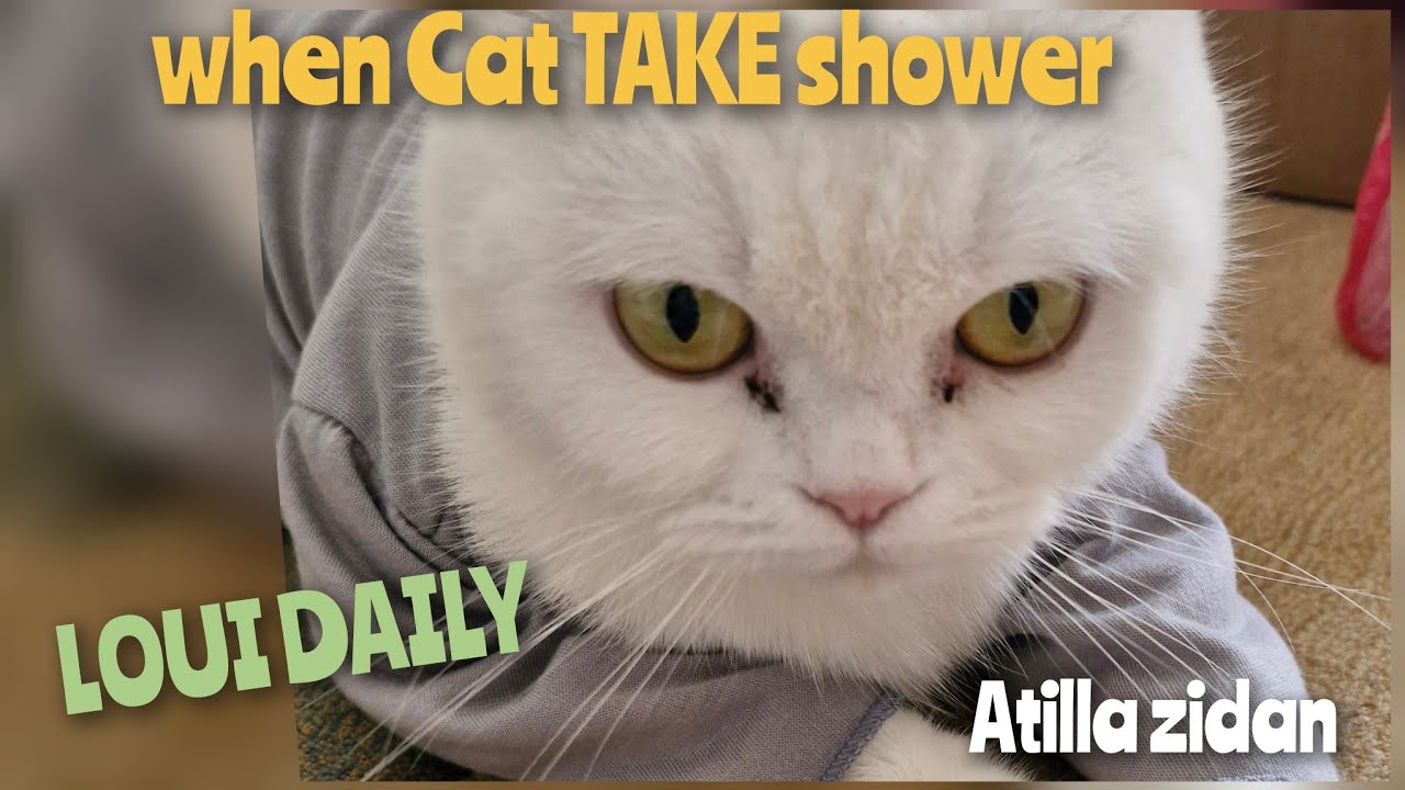 WHEN CAT TAKE SHOWER #kucingmandi #DAILY LOUI #cat #kucing #kucinglucu #kucingimut #kucingpintar