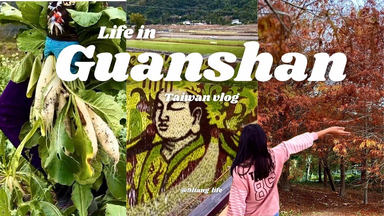 台東關山錯過再等一年！拔蘿蔔拔到爽、最新彩繪稻田、還有限時落雨松秘境！