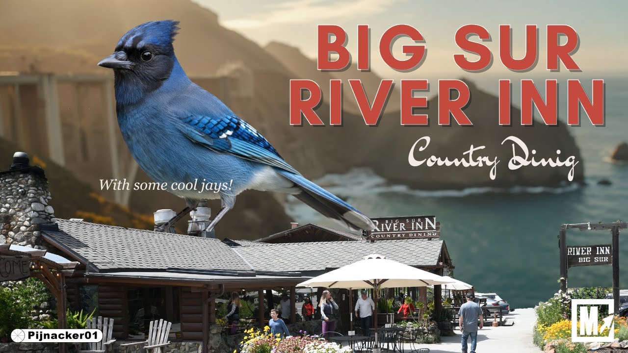 California PCH 1 - Big Sur River Inn Lunch with Steller&rsquo;s Jays