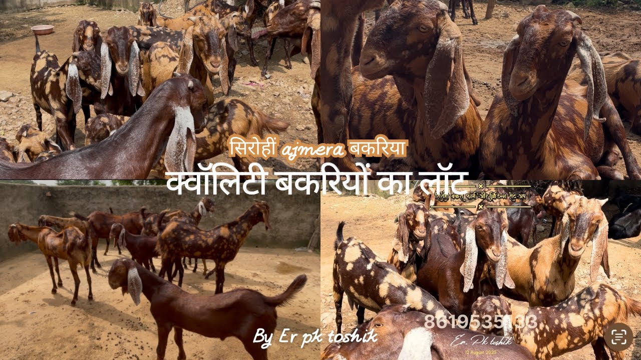 सिरोहीं अजमेरा बकरियों की स्यान ।। कैसे बकरी पालन में आगे बढ़े ।। क्वालिटी कैसे तैयार करे #goatfarm 