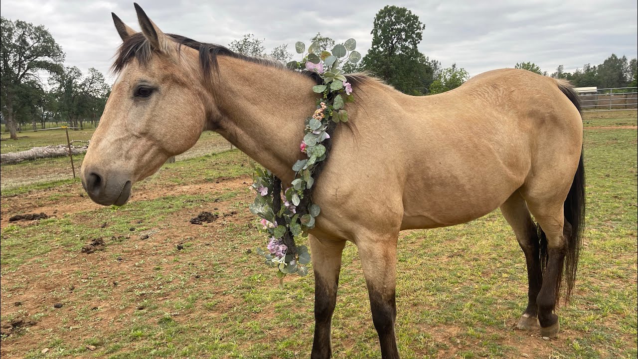 Lets see how  our rescue horses look after one month!