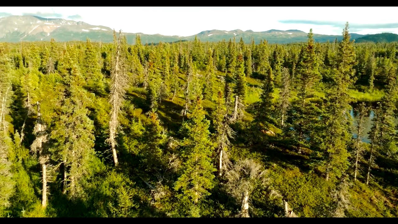 20 Minutes of Relaxing Nature Sounds | Our Green Planet | BBC Earth