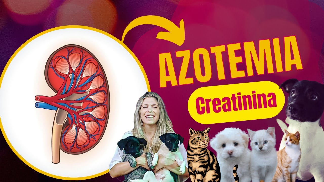 Azotemia: Pré-renal, Renal, Pós-renal