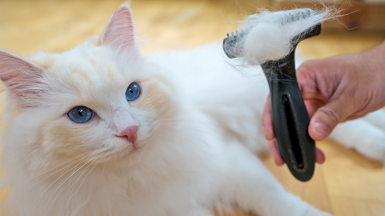Как расчесывать шерсть кошки (даже если она этого не любит) | Кошачий дворецкий