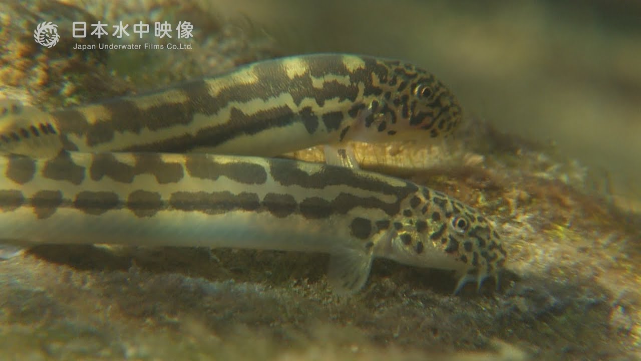 食欲旺盛！アジメドジョウ　日本の固有種 川の生き物たち. suitube7!