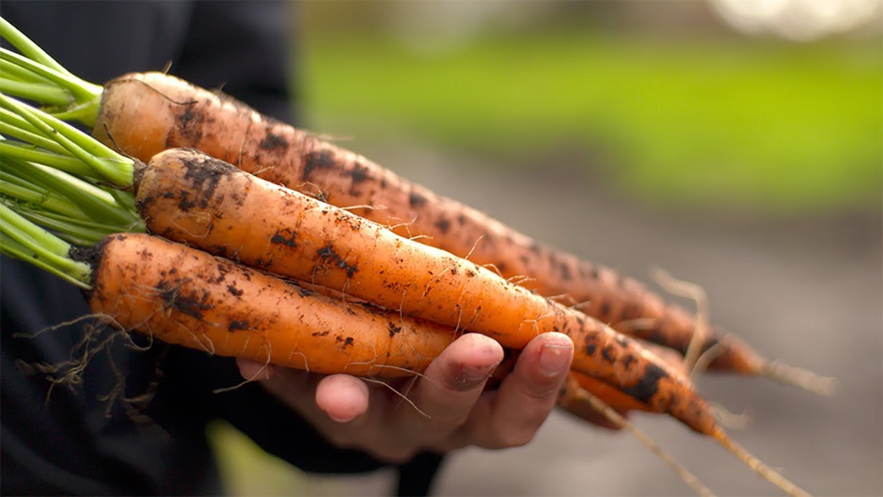 Les carottes de Bradford | ON EST LES MEILLEURS