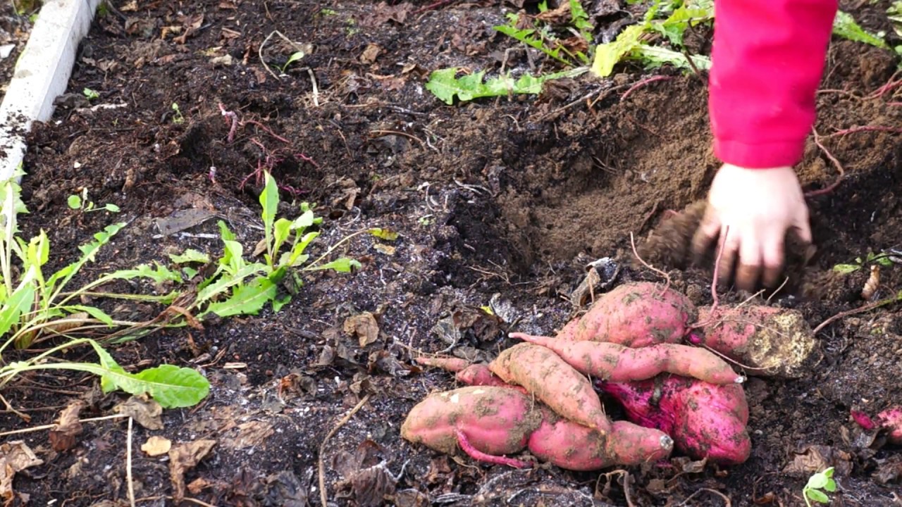 TM16#55 : Zoete aardappel - Bataat oogsten