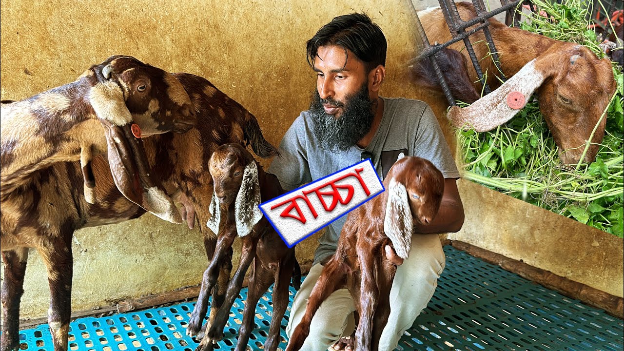 ছাগল ভেড়া হিটে না আসলে কি করবেন ? // &zwj;Shokher Khamar