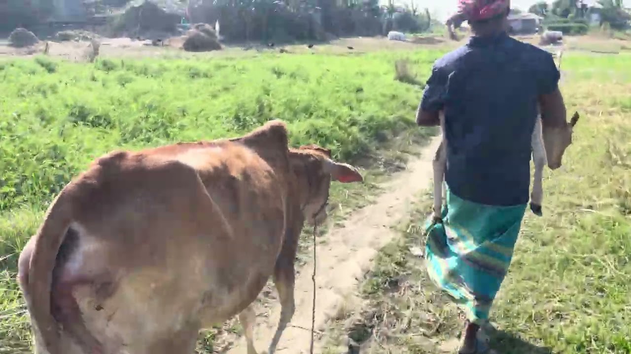 গ্রামে মাঠে গরু বাচ্চা প্রসব করে ফেলছে