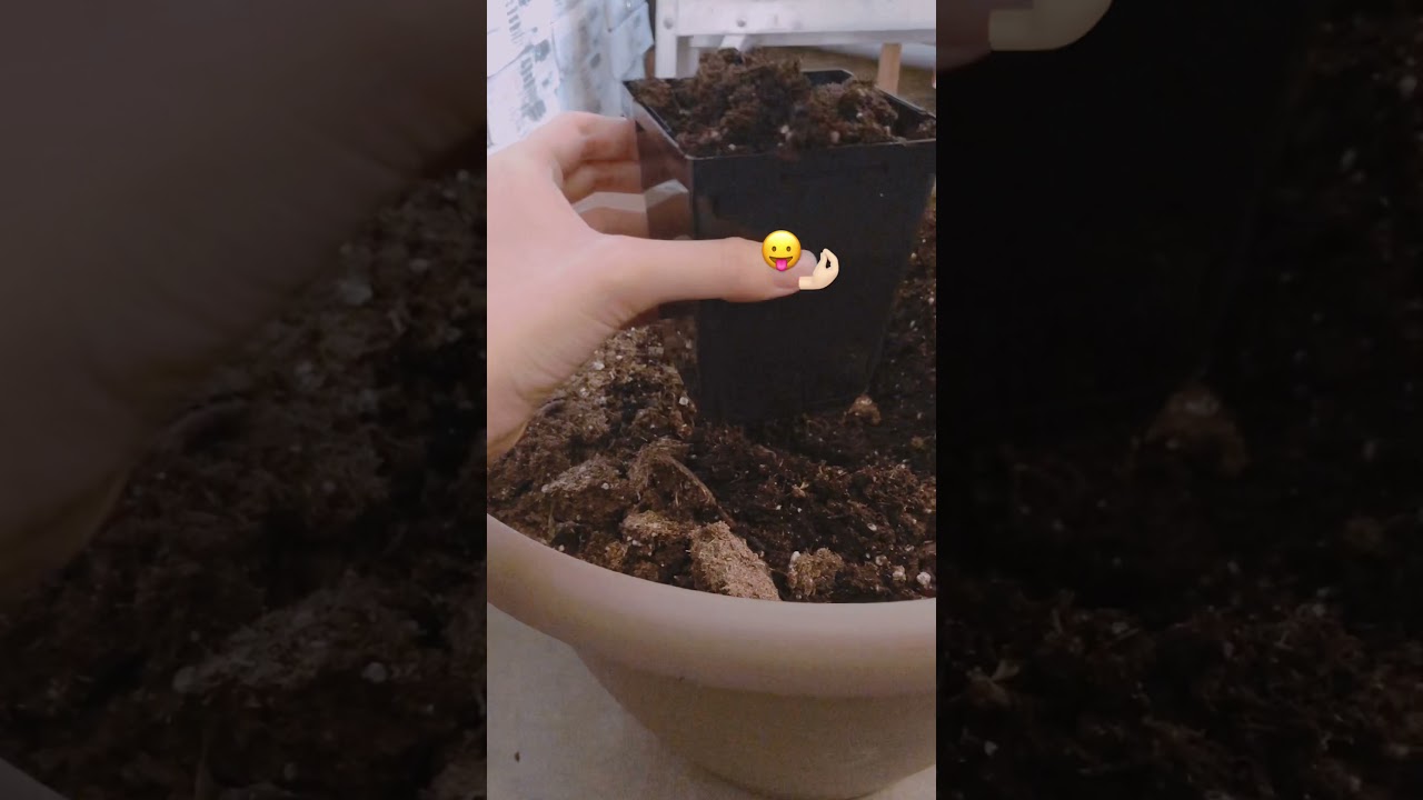 go planting pansies after watching mean girls 5 times