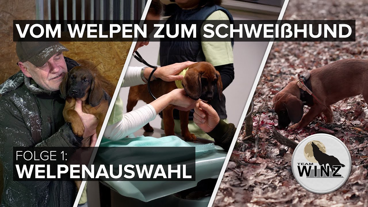 Vom Welpen zum Schweißhund | Folge 1: Welpenauswahl