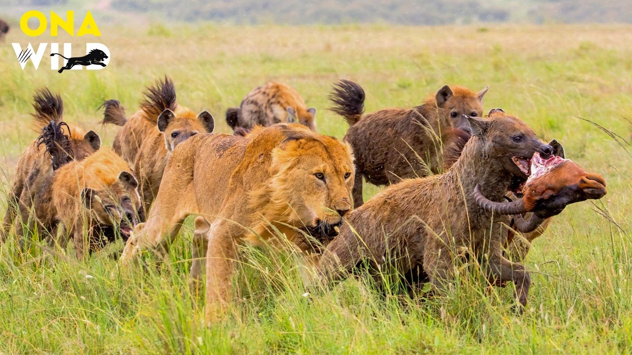 WILD WORLD | A Forma do Corpo e o Preço de Existir | Animais Selvagens