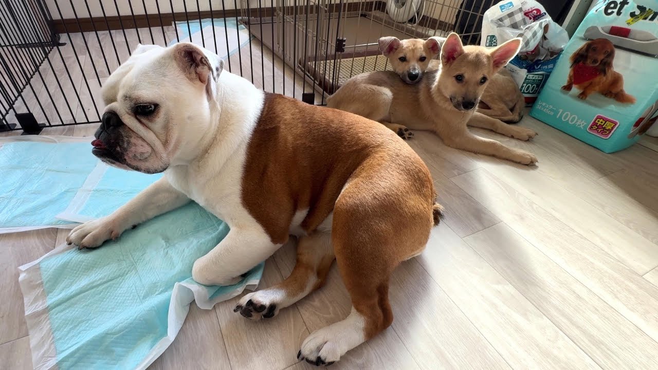 ビビりな保護犬がお散歩出来るまでの１週間に密着…それを側で見守り続けたまることの絆…