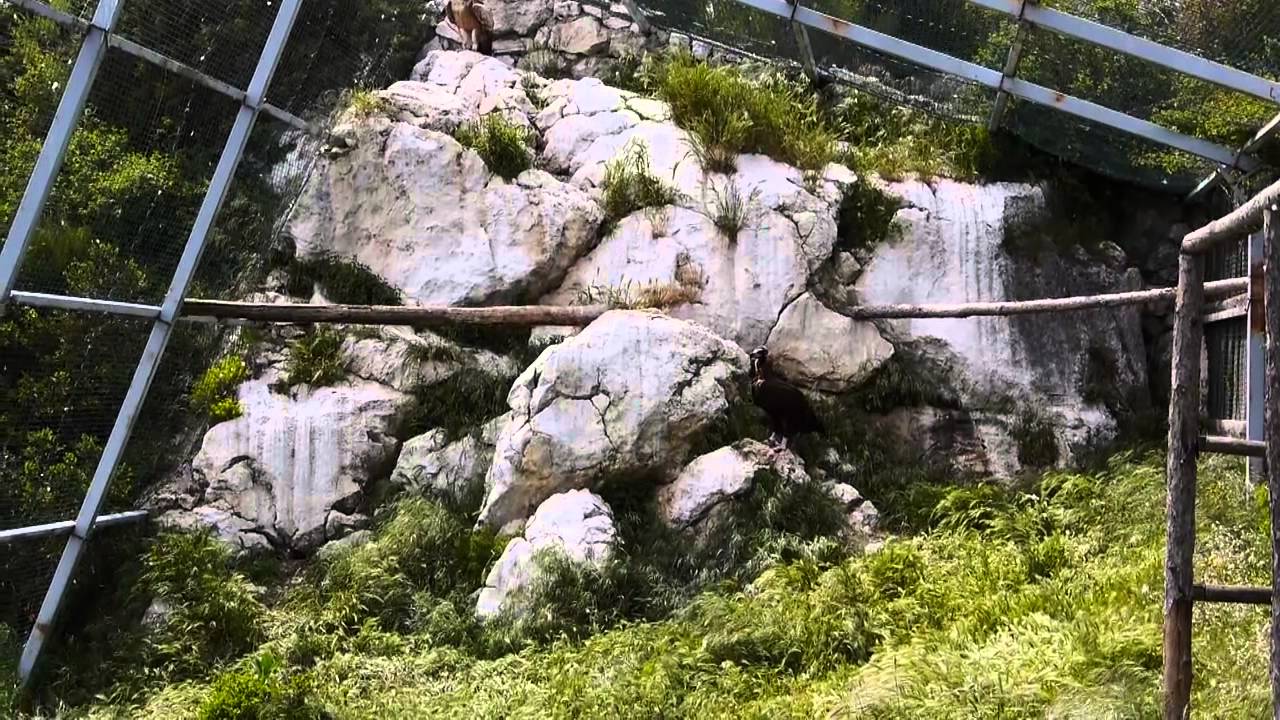 Les vautours du Verdon, alliés des éleveurs pour un équarissage naturel