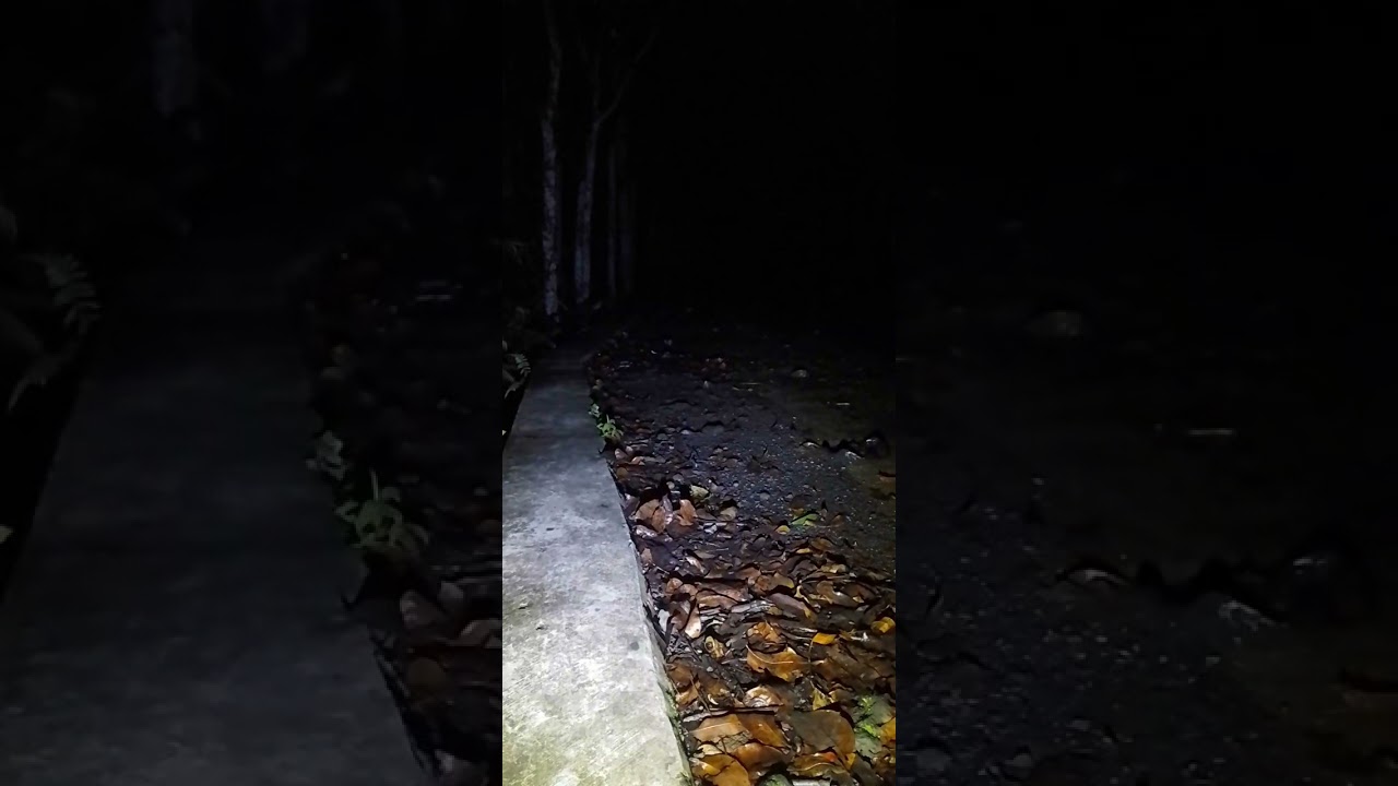 ada penghuni baru dilokasi ini 