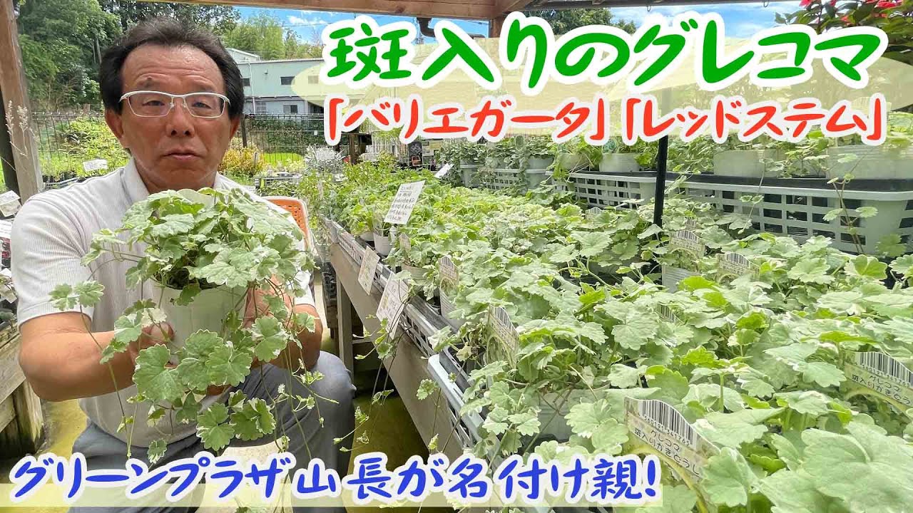 【グリーンプラザ山長】丈夫で日陰でも育つ「グレコマ」は生育旺盛で雑草にも勝つ！雑草対策におすすめ植物【園芸店】