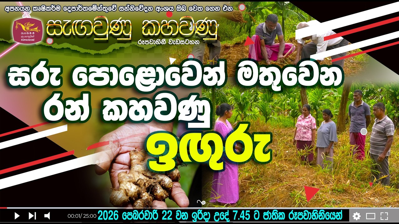 සරු පොළොවෙන් මතුවන රන් කහවණු - ඉඟුරු