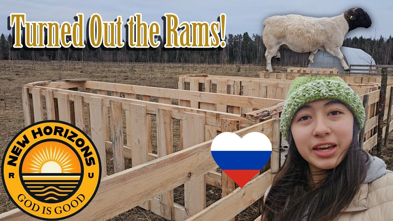 Turning Out Rams 🐏 Building Feeders 🔨 Name Reveal 🫣 Farming in RUSSIA ❤️ 