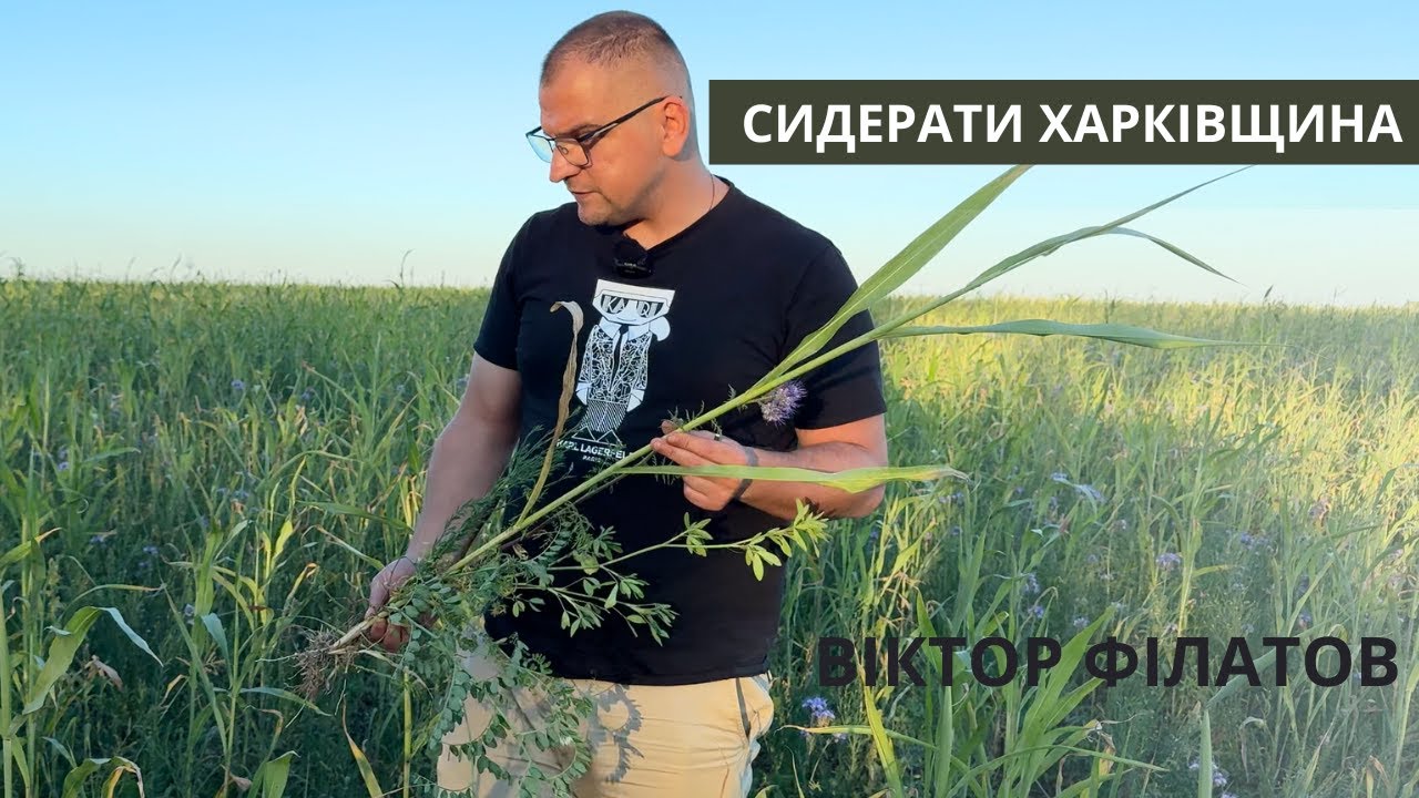 #269 Сидерати на Харківщині: в полях у Віктора Філатова Різні строки посіву