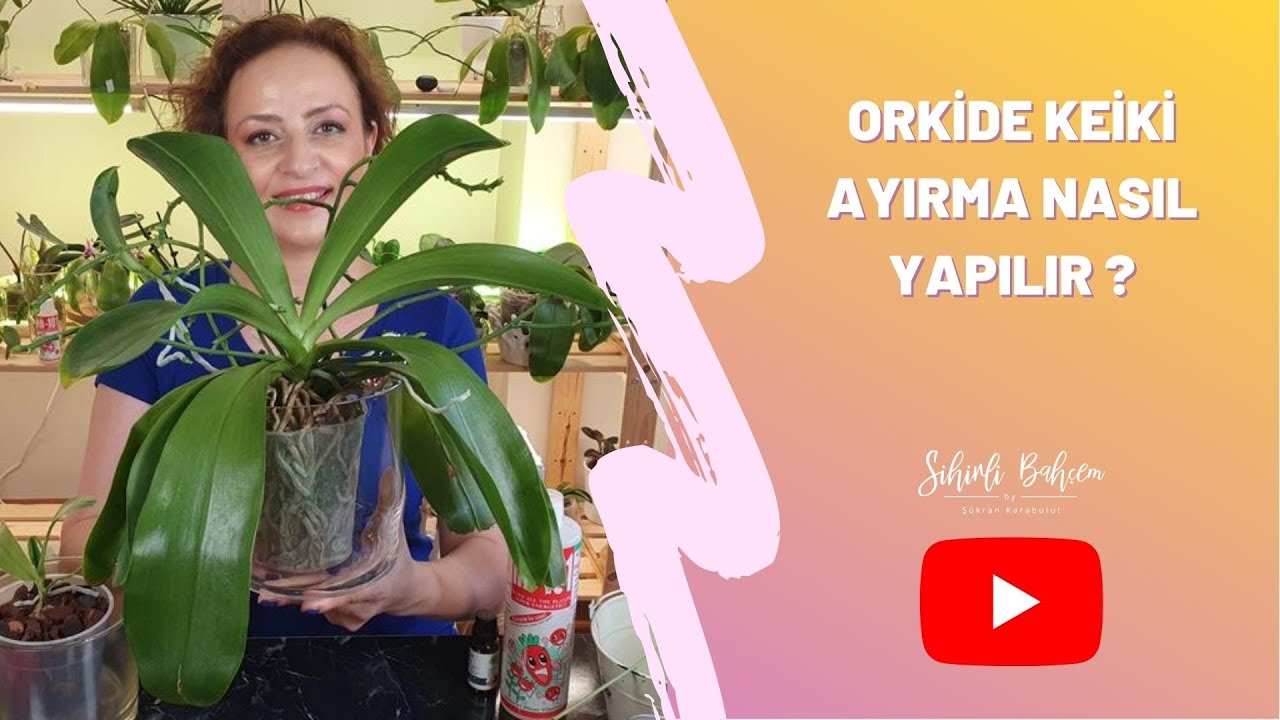 Anaç Orkideden Keiki Ayırma | Orkide Nasıl Çoğaltılır ? Keiki Ayırma Nasıl Yapılır ?
