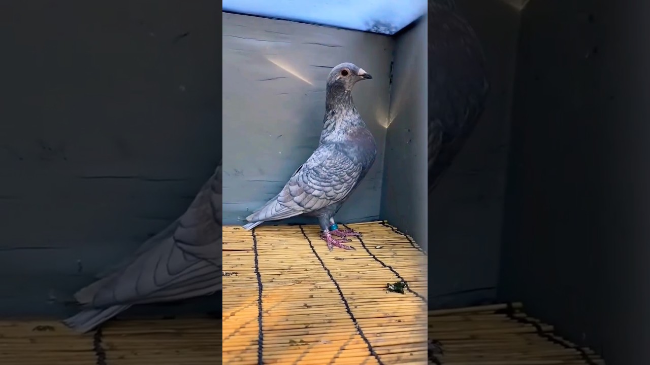 😱 racing Pigeons #pigeon #kabootar #birds #trending #viral #youtubeshorts #shortvideo#shorts#punjabi