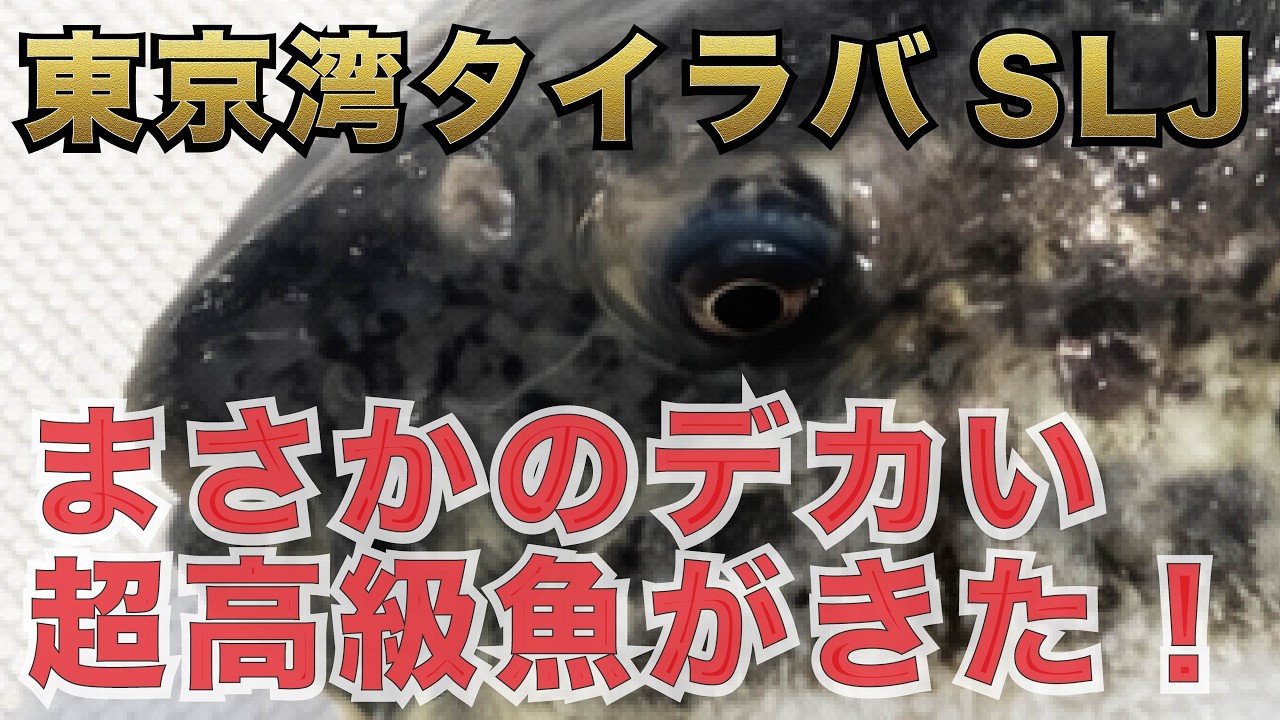 タイラバ・SLJしてたら予想の斜め上をいく巨大超高級魚がきた！ #サニーサイドマリーナウラガ