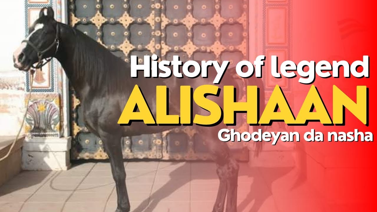 History of Stallion Alishaan||अलीशान की कहानी