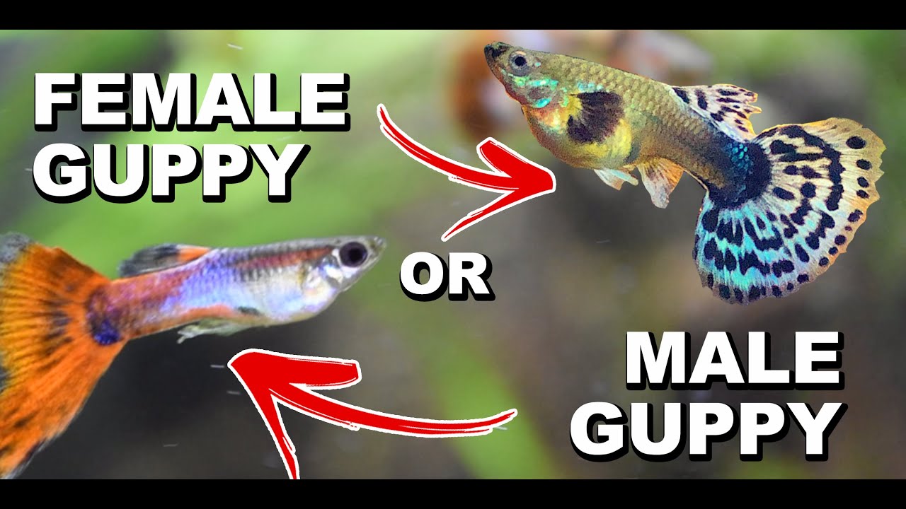 HOW TO TELL IF YOUR GUPPY FISH MALE OR FEMALE