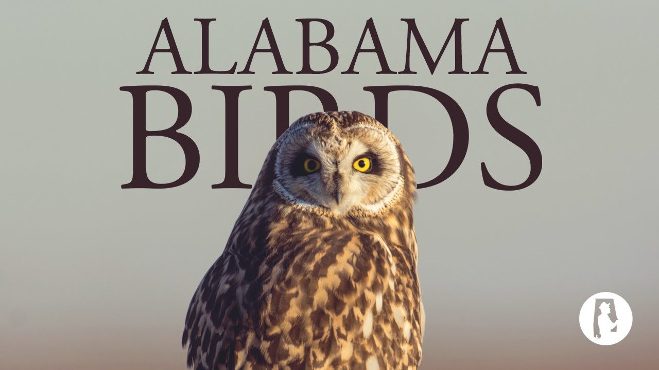 93. Alabama Birds - Discovering Alabama