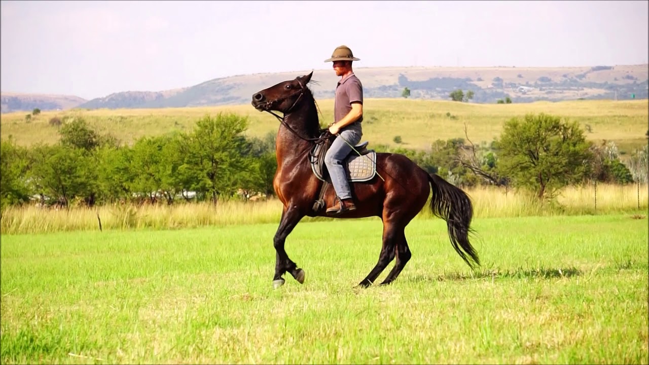 Bastiaan hd SA Boerperd rehabilitated by Hendrik Swart of 911 farriery and Horsemanship