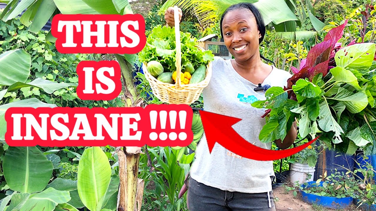 This all came from my backyard… can you believe it?! 🤯🌿