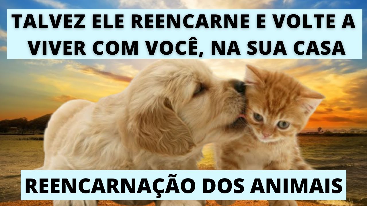 A REENCARNAÇÃO DOS ANIMAIS I Espiritualidade dos Animais