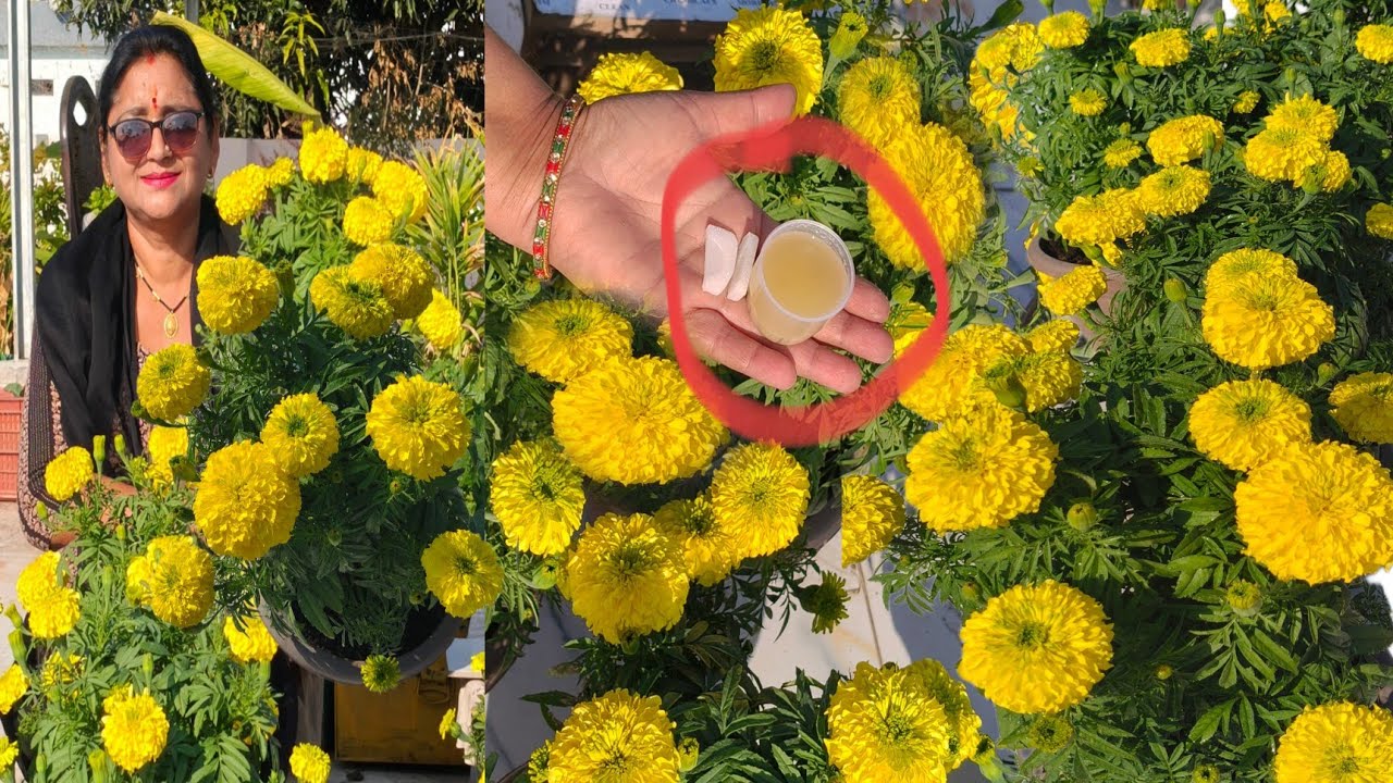 गेंदा केपौधों में एक बार डालो, सफेद जाली का लगना,पत्तियों में सफेद लाइन, मुड़ना,समस्याओं का समाधान