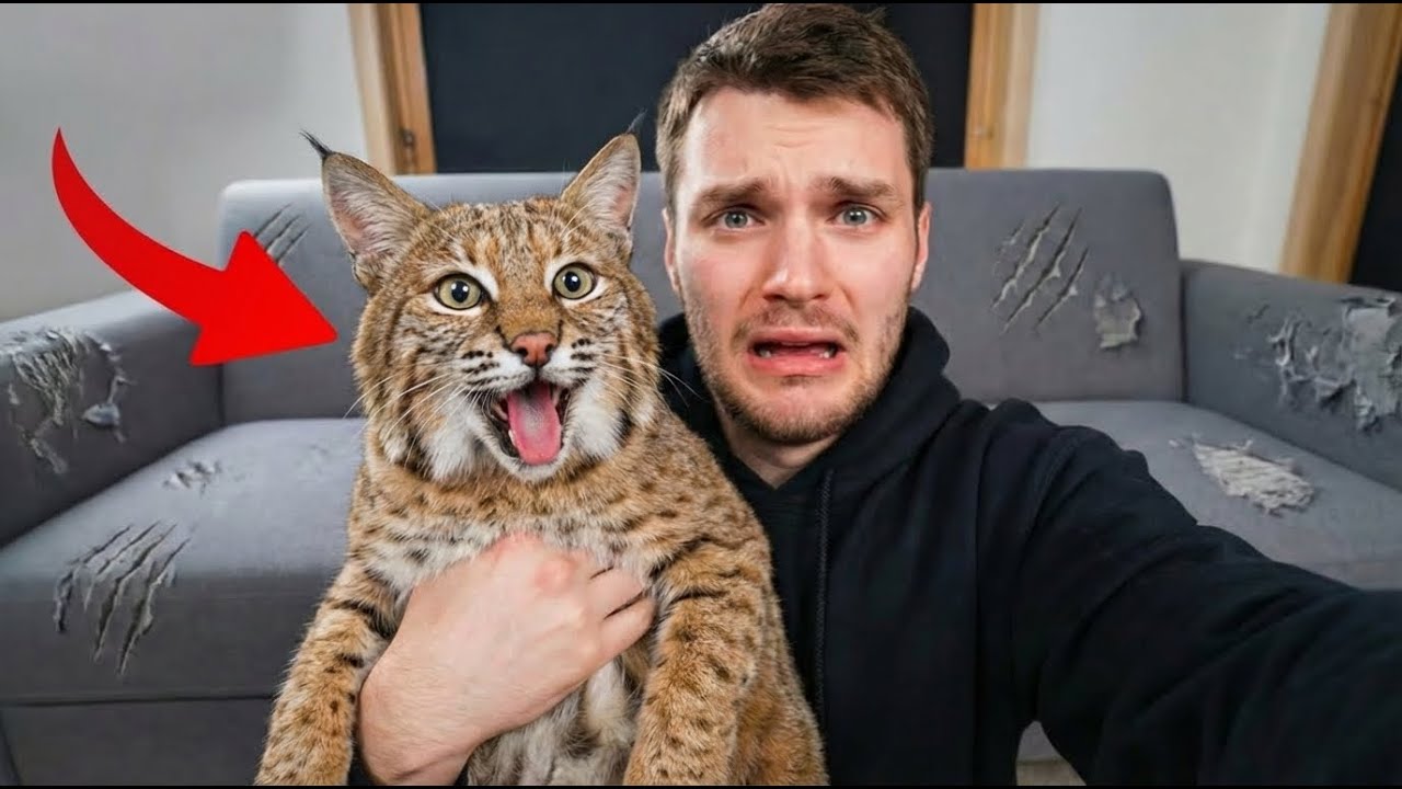 I Found a “Stray Kitten”… One Year Later This Bobcat Owns My House (And My Life)