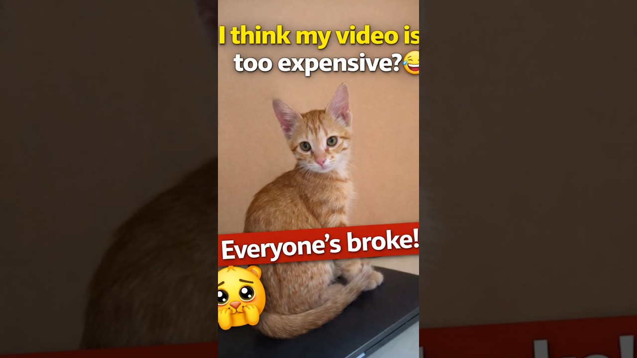 Premium Cat Video, Free Likes 😭🐾 | Cat Shorts