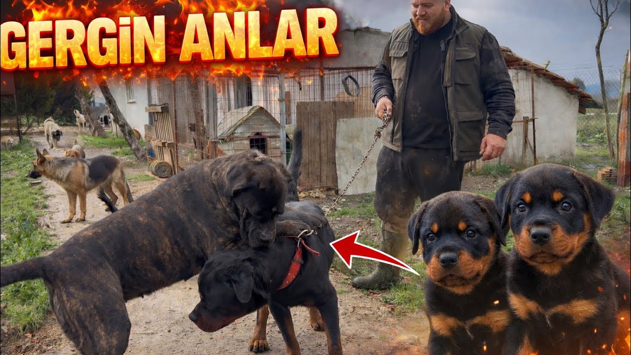 Yeni Yavru Rottweiler Geldi Cane Corso Nora ve Odin ÇOK GERİLDİ! 