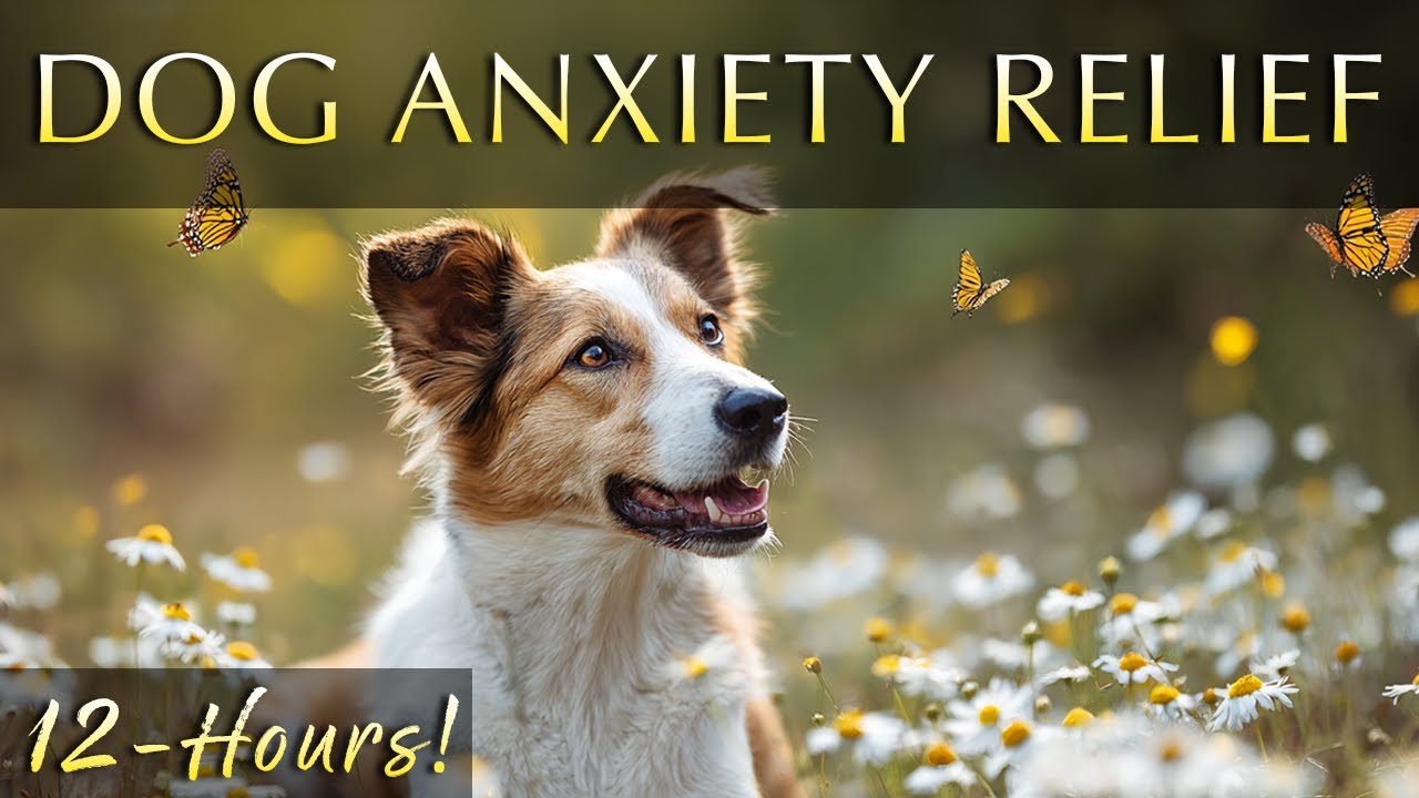 Dog Anxiety Relief Music&nbsp;&ndash; 12 Hours of Soothing Sound Therapy