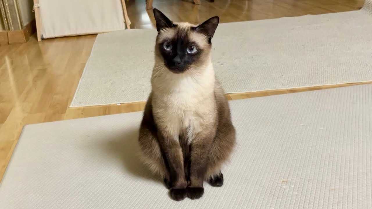 Happy Birthday, Mango | 22/12/25
