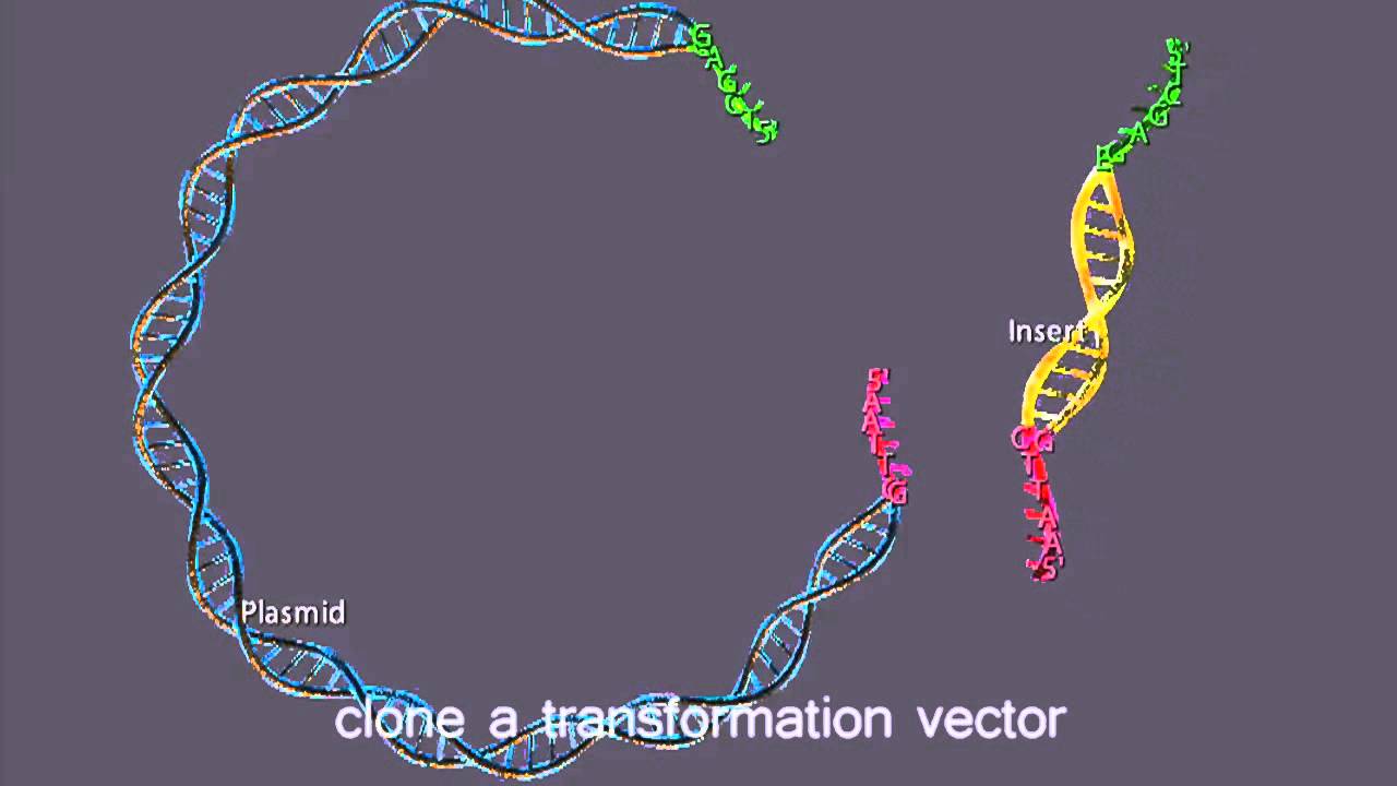 Molecular Cloning Lab
