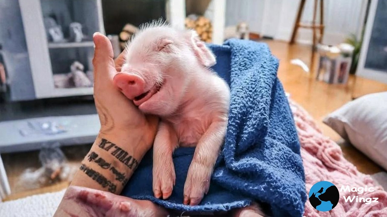 He Fell Asleep Hugging His Best Friend — The Little Pig | Magic WingZ