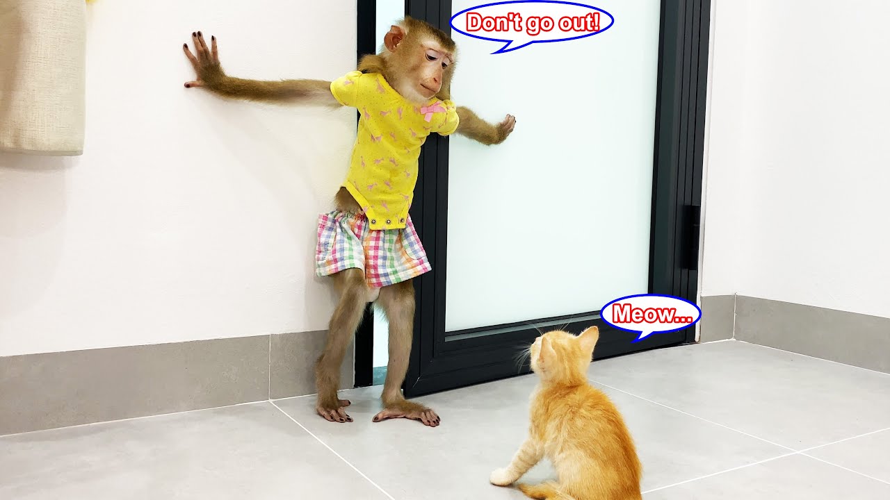 Monkey Lyly was confused when the kitten suddenly disappeared, causing her to search the whole room.