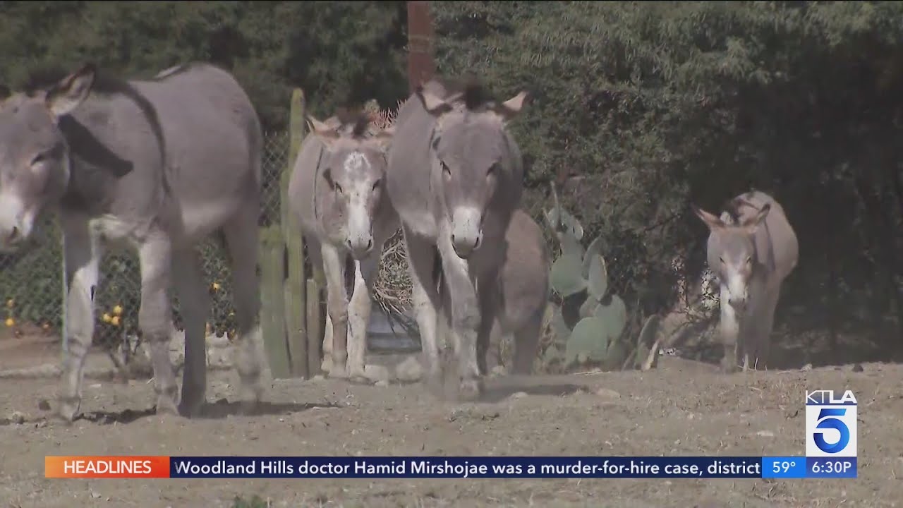 Reche Canyon wild donkeys face uncertain future