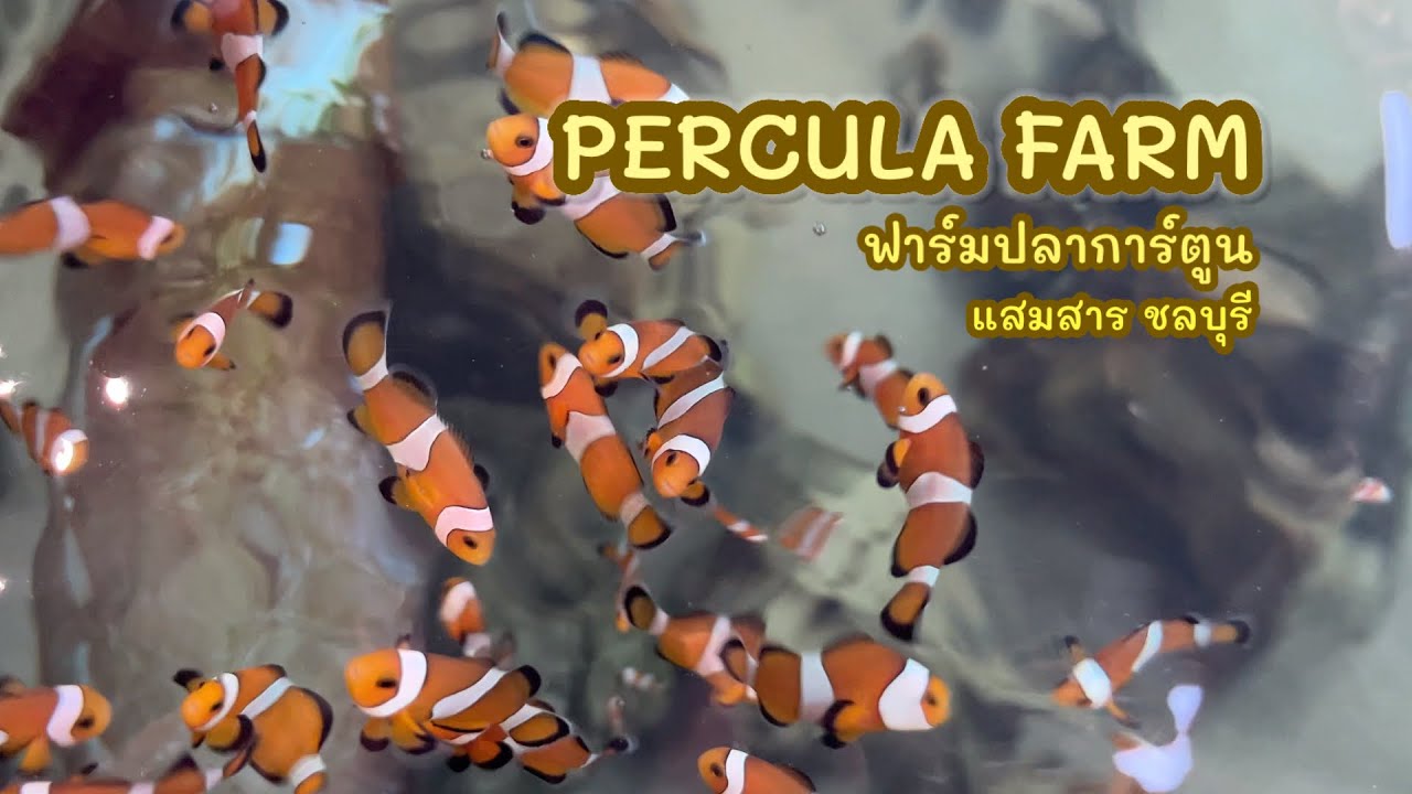 Percula Farm ฟาร์มปลาการ์ตูนแสมสารชลบุรี พามาดูปลาสวยหลายสายพันธุ์ #perculafarm #เที่ยวทะเล #แสมสาร 