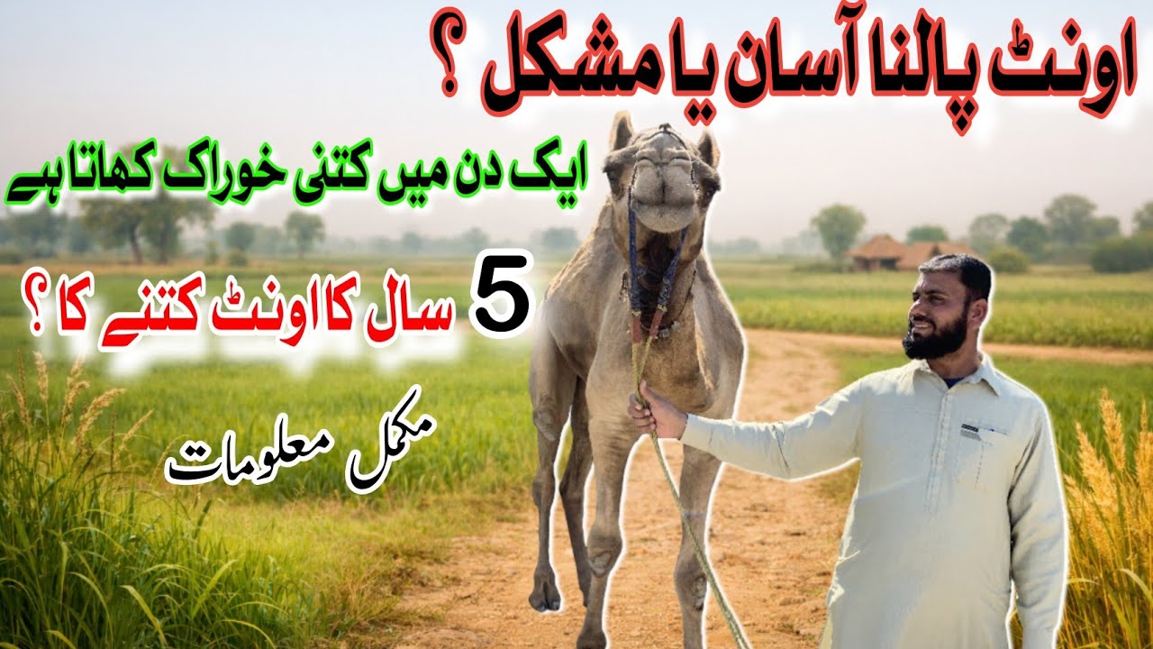 Oont Palna Aasan Ya Mushkil? Mukammal Kharch Aur Haqeeqat
