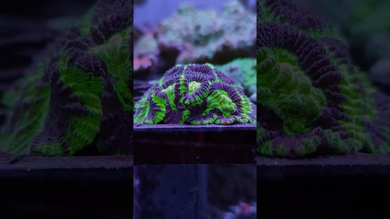 Green and Purple Coral (Favia)